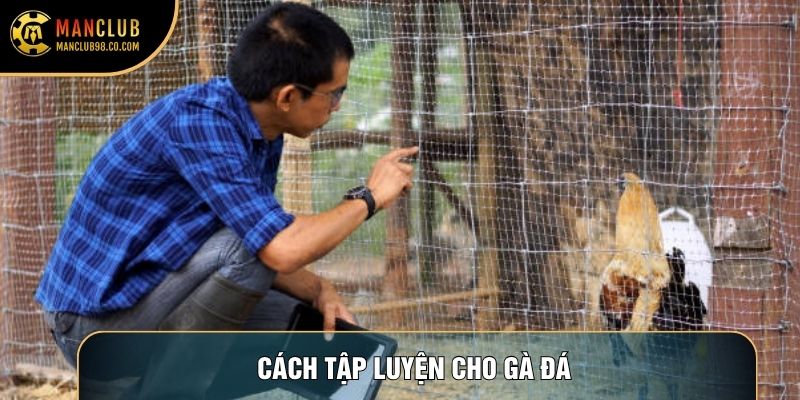 Cách Tập Luyện Cho Gà Đá Và Bí Quyết Rèn Luyện Chiến Kê