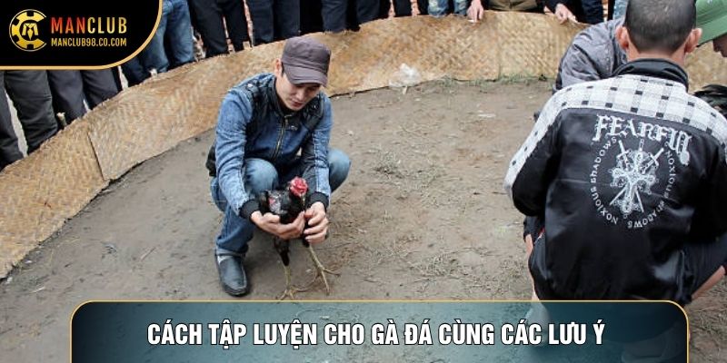 Cách tập luyện cho gà đá cùng các lưu ý 