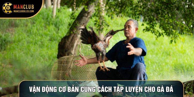 Vận động cơ bản cùng cách tập luyện cho gà đá