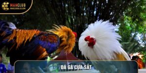 Đá Gà Cựa Sắt - Giải Mã Chiến Thuật Chọn Gà & Bí Kíp Soi Kèo