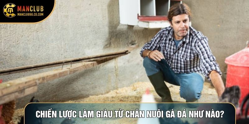 Chiến lược làm giàu từ chăn nuôi gà đá như thế nào?