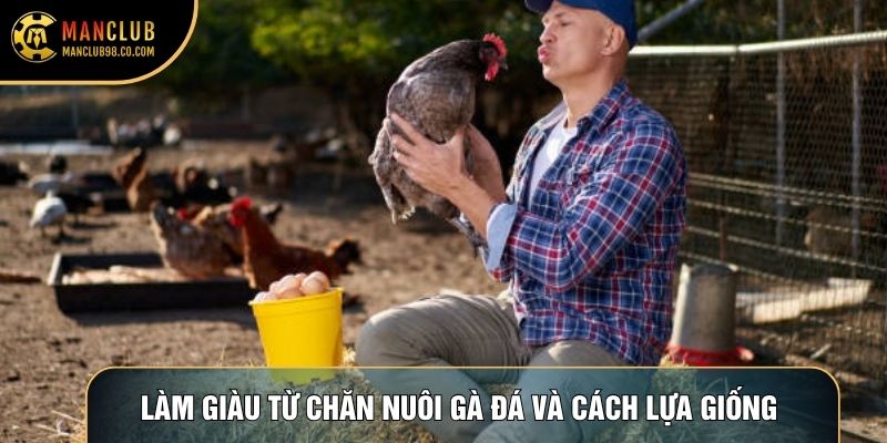 Làm giàu từ chăn nuôi gà đá và cách lựa giống 