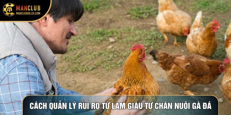 Cách quản lý rủi ro từ làm giàu từ chăn nuôi gà đá