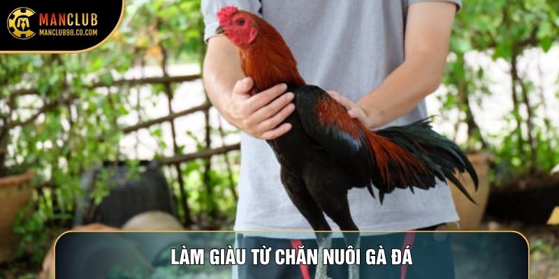 Làm Giàu Từ Chăn Nuôi Gà Đá Và Chiến Lược Kinh Doanh Nghìn Đô