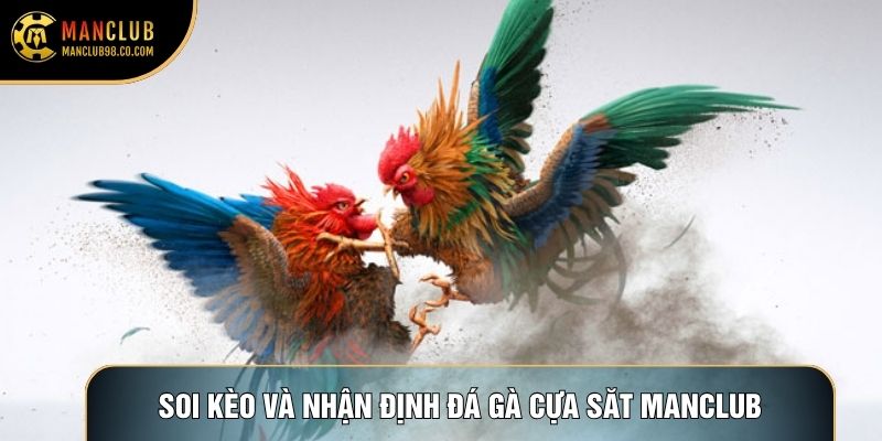 Soi kèo và nhận định đá gà cựa sắt Manclub