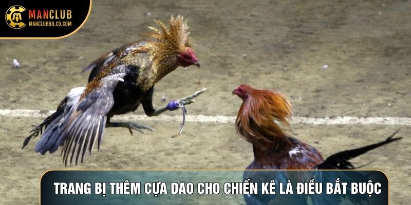Trang bị thêm cựa dao cho chiến kê là điều bắt buộc